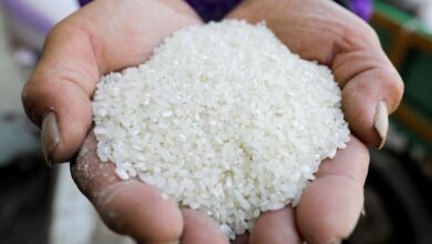 لعدم توريد الأرز.. تحرير ١١ إنذار ضد أصحاب حيازات زراعية بمركز دمنهور
