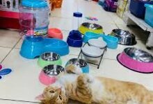 محلات بيع حيوانات اليفة في الاسكندرية | مستلزمات حيوانات اليفة | محل حيوانات اليفة مدينة نصر | محلات حيوانات اليفة في سيدى بشر | محل بيع حيوانات اليفة